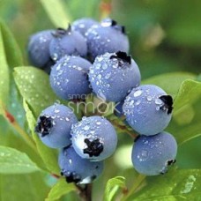 TPA - Blueberry